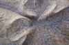 Geranienblatt