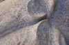 Geranienblatt